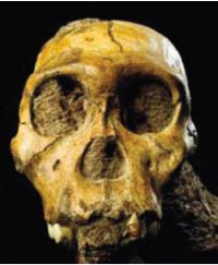Un hominidé d’Afrique du Sud vieux de deux millions d’année. Publié le 03/02/12